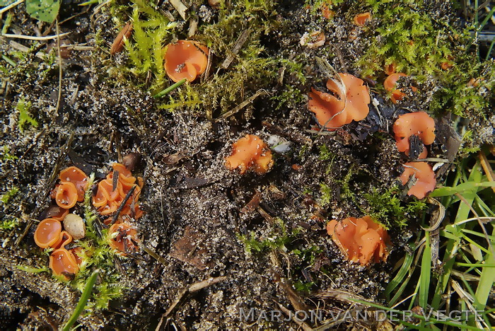 Groot moskussentje - Pulvinula convexella